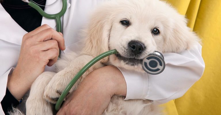 Die Gesundheit des Hundes: Tipps für Hundebesitzer und Welpenkäufer