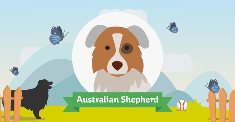 Der Australian Shepherd: Das große Rasseportrait