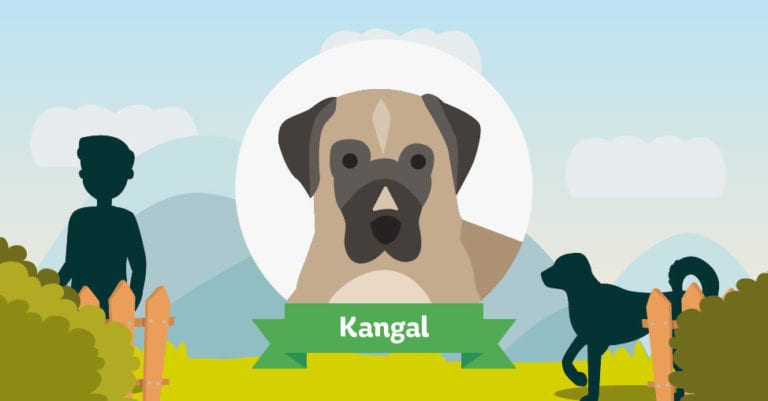 Der Kangal: Das große Rasseportrait