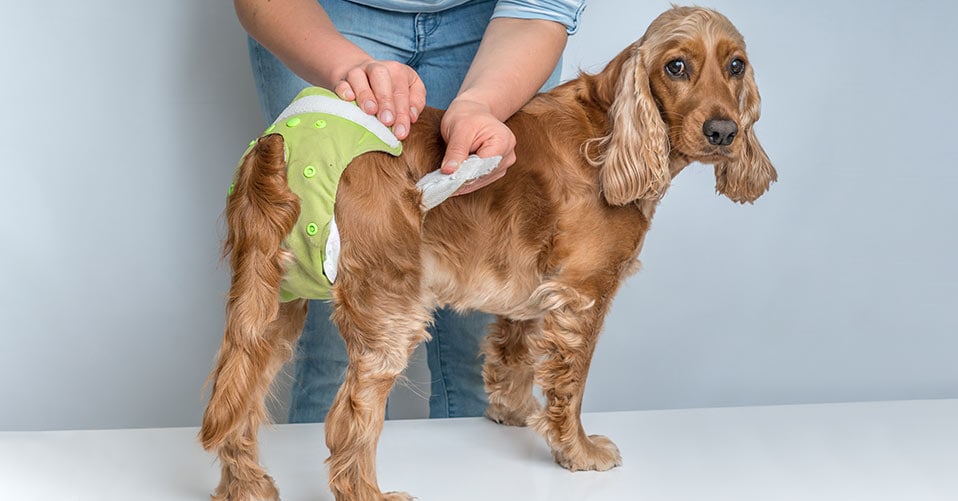 Welpen Hunde WENTS Windeln für Hunde 5 pcs Waschbare Hundewindeln für Hündinnen Einstellbare Hunde höschen für männliche und weibliche Haustiere 