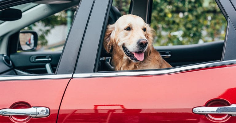 Die 3 Besten Hundedecken fürs Auto (2022) im Test!