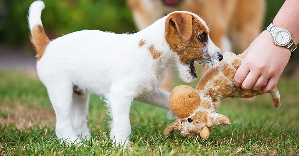 Naturbaumwolle & Ungiftig Toozey Welpenspielzeug Vieh Kauspielzeug und Quietschspielzeug Intelligenz 7 STK Langlebiges Hundespielzeug für Welpen/kleine Hunde 