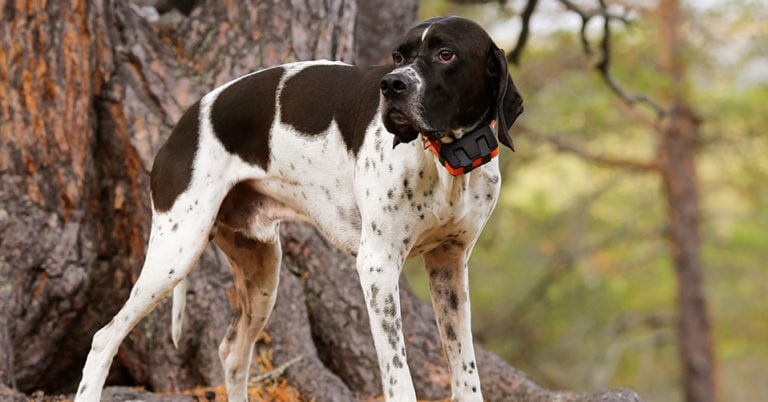 Die 5 Besten GPS Tracker Für Hunde (2023) Im Test!