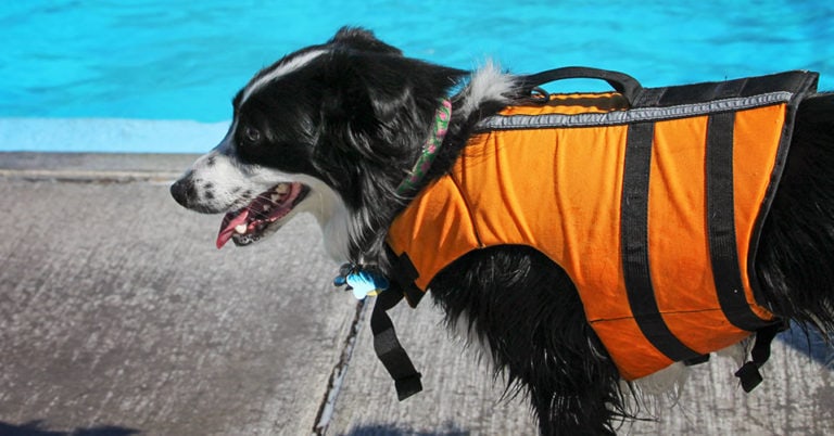 Die 4 Besten Schwimmwesten für Hunde (2023) im Test!