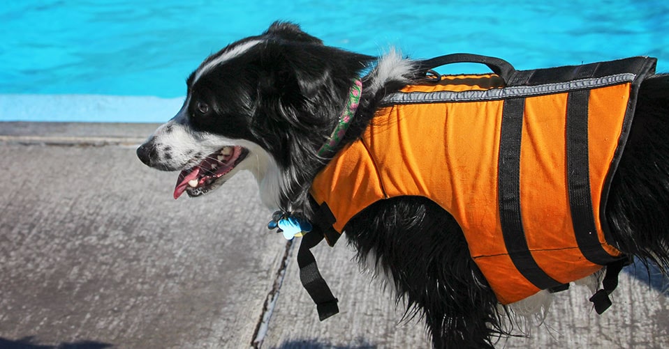 Schwimmjacke für Hunde Schwimmhilfe Water Woofer 