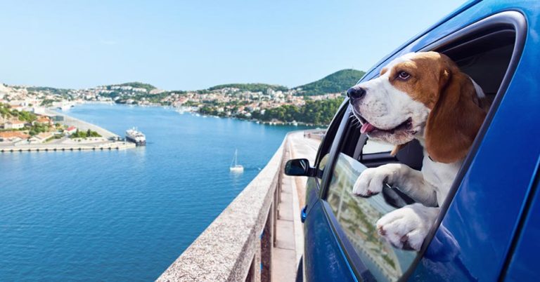 Reisen mit Hunden – so geht’s!