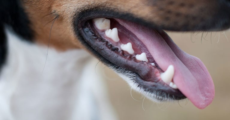 Die 4 Besten Zahnpflegen für Hunde (2022) im Test!