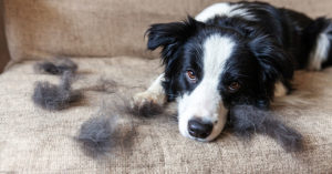 Pflege Beim Border Collie - Hunde.plus