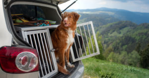 Die 3 Besten Hundetransportboxen fürs Auto (2021) im Test! - Hunde.plus