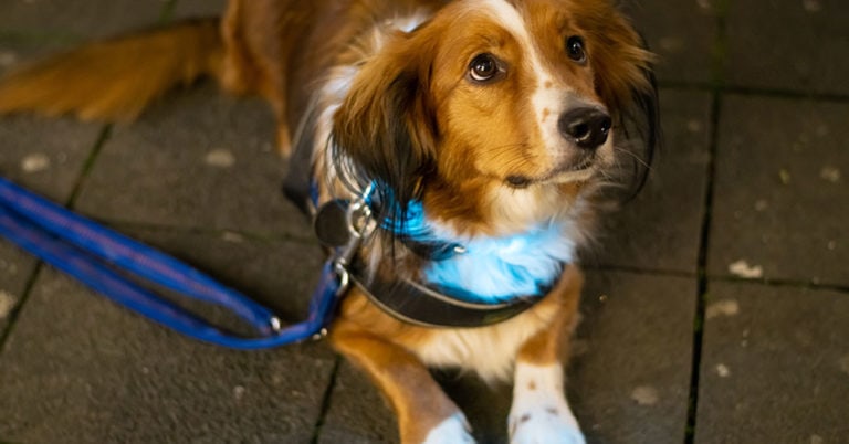 Die 3 Besten Leuchthalsbänder für Hunde (2023) im Test!