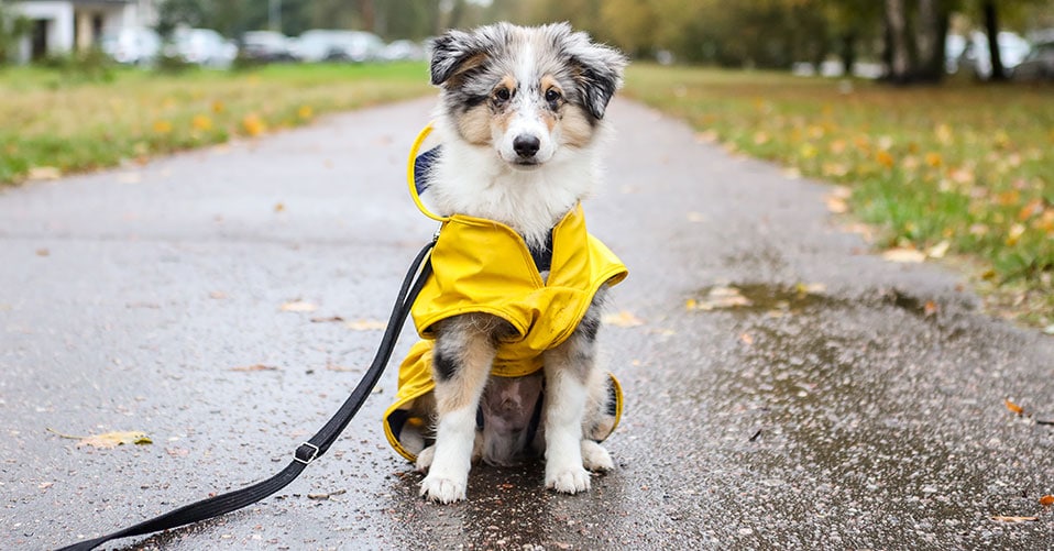 Blau XXL ZIGJOY Pet Regenmantel Frühling Sommer Wasserdicht Mit reflektierenden Hundereimänteln für kleine mittelgroße Hunde