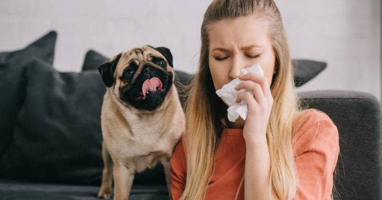 Alles was es über Allergiker-Hunde zu wissen gibt